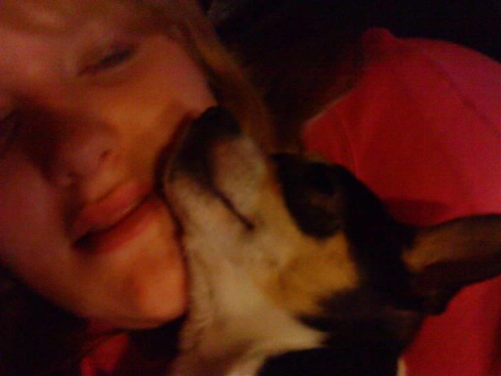 Chihuahua Daffy billede 5