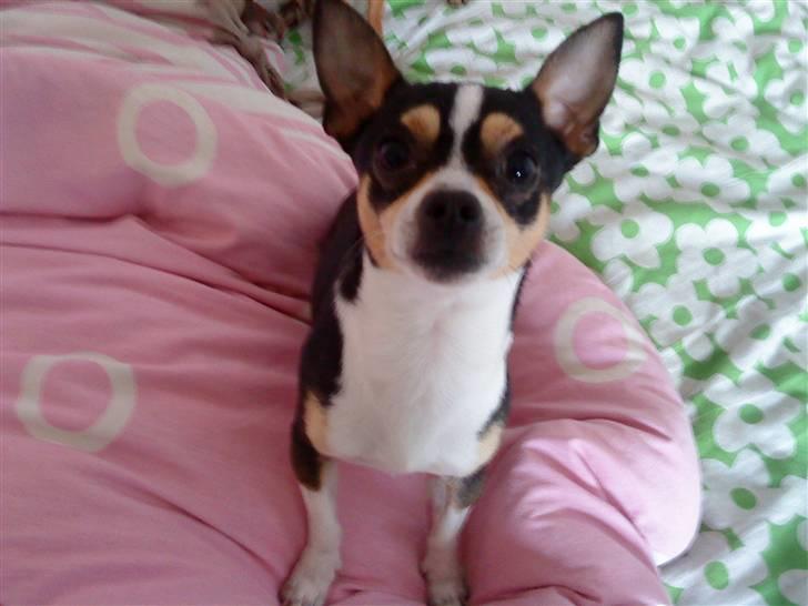 Chihuahua Daffy billede 6