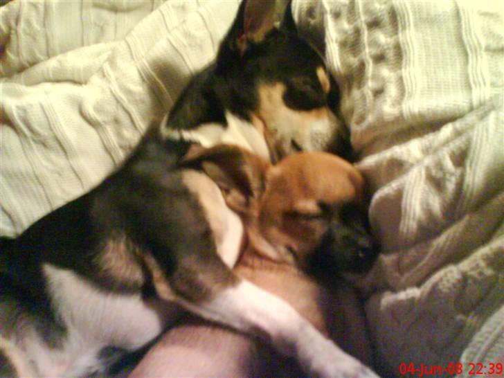 Chihuahua Daffy billede 7