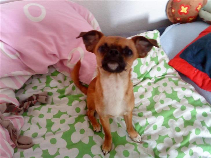 Chihuahua Simba billede 1