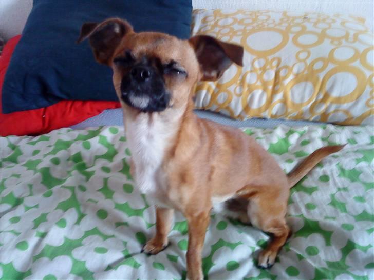 Chihuahua Simba billede 2