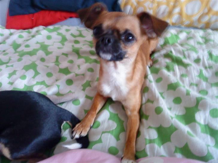 Chihuahua Simba billede 3