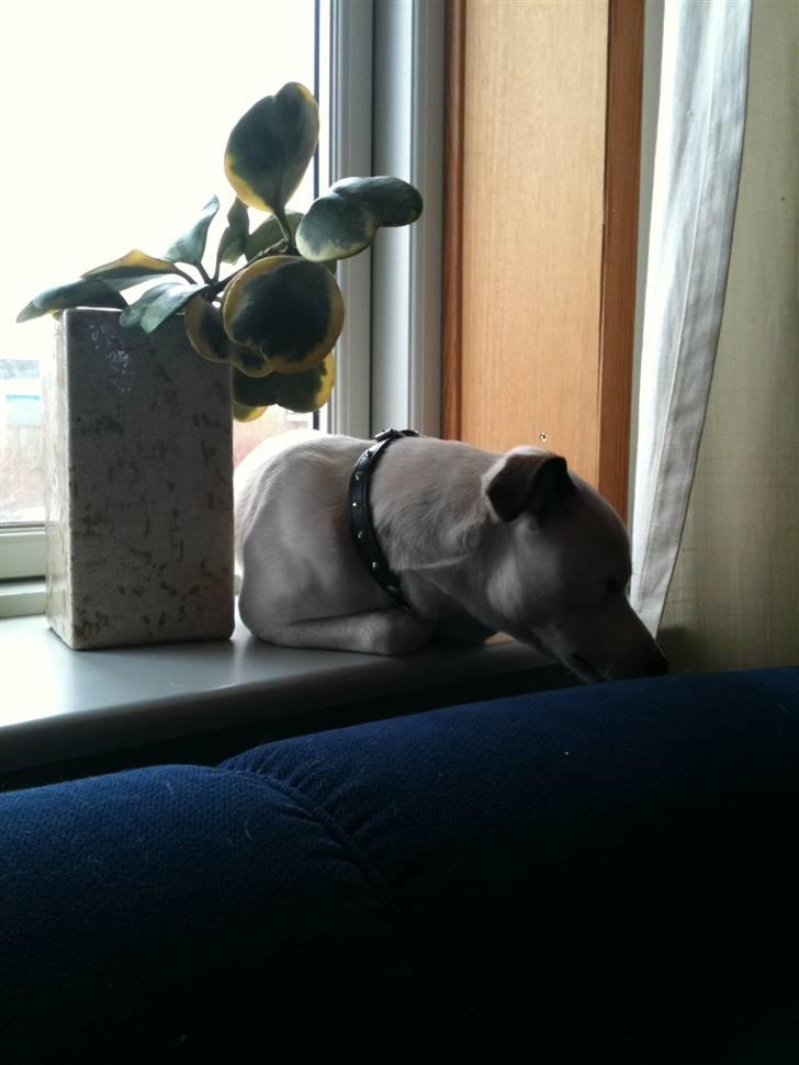 Jack russell terrier Solo billede 1