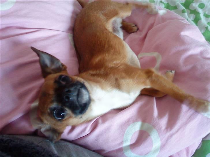 Chihuahua Simba billede 4