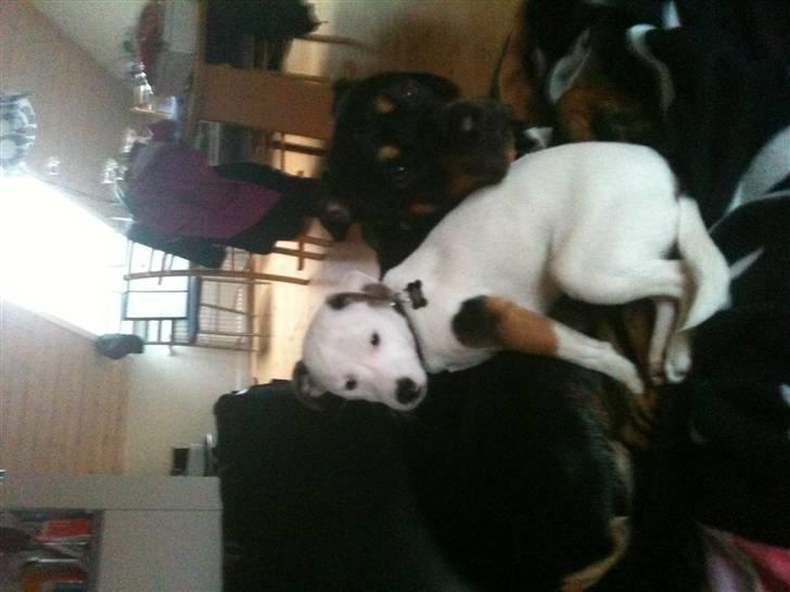 Jack russell terrier Solo billede 2