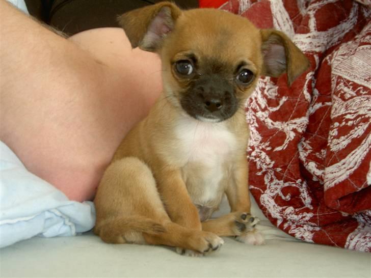 Chihuahua Simba billede 5