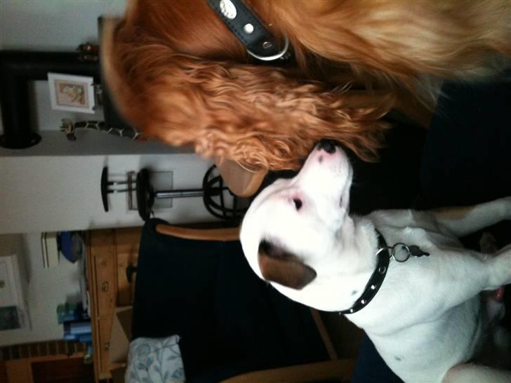 Jack russell terrier Solo billede 3