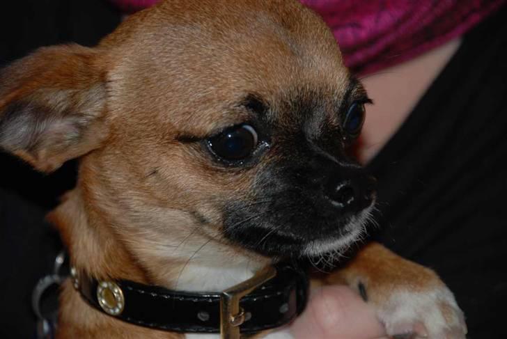 Chihuahua Simba billede 6
