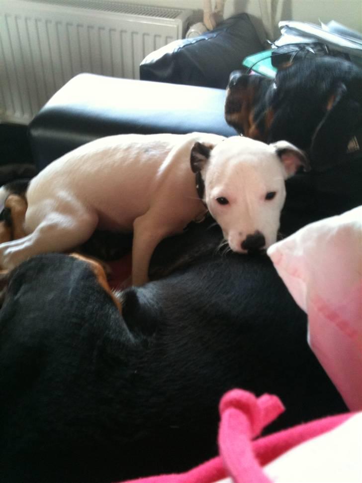 Jack russell terrier Solo billede 4