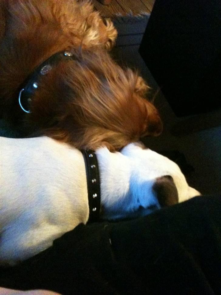 Jack russell terrier Solo billede 5