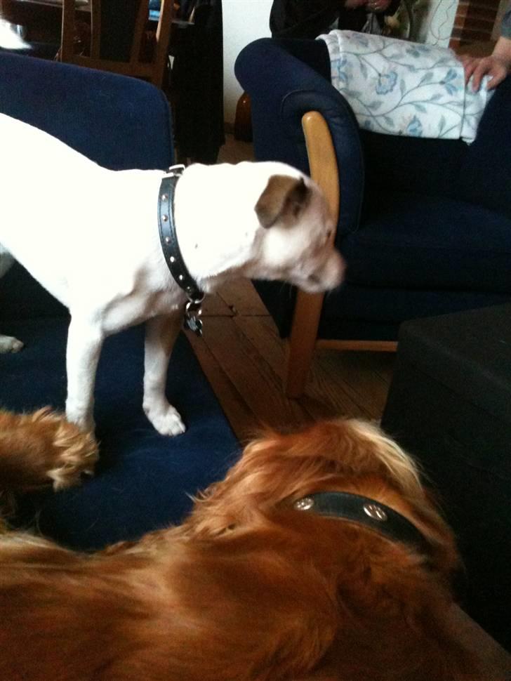 Jack russell terrier Solo billede 6