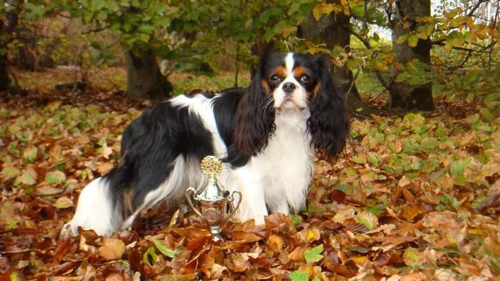 Cavalier king charles spaniel Rossi (himmelhund) - Rossi til udstilling i Helle hallen oktober 2010 billede 18