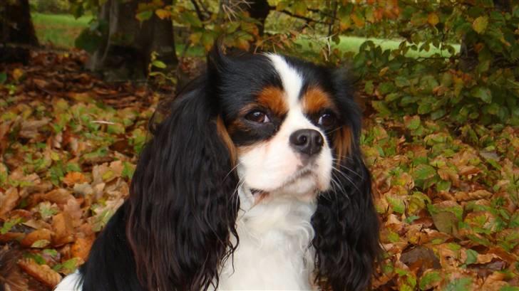 Cavalier king charles spaniel Rossi (himmelhund) billede 19