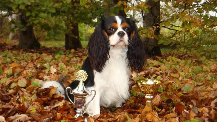 Cavalier king charles spaniel Rossi (himmelhund) - Rossi til udstilling i Helle hallen oktober 2010 billede 20