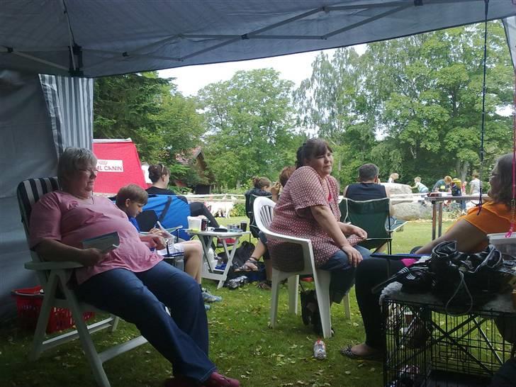 Dvaergschnauzer Yasmin billede 13