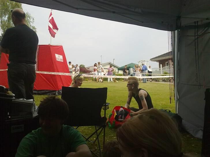 Dvaergschnauzer Yasmin billede 14