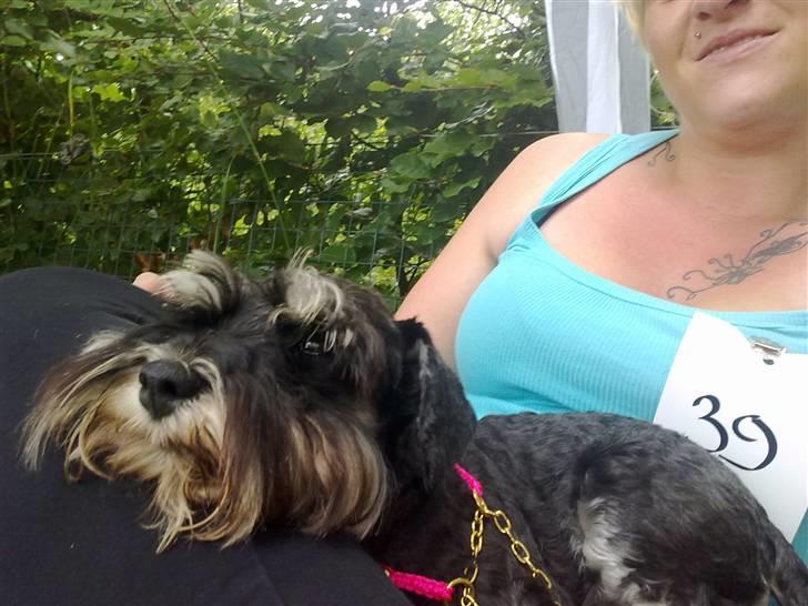 Dvaergschnauzer Yasmin billede 15