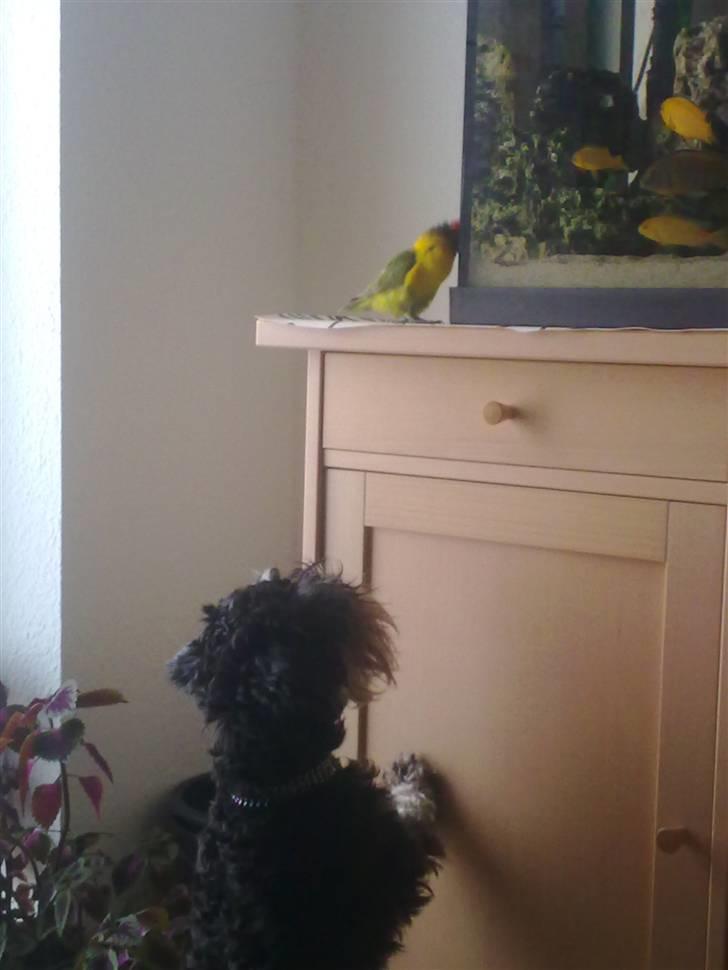 Dvaergschnauzer Yasmin billede 16