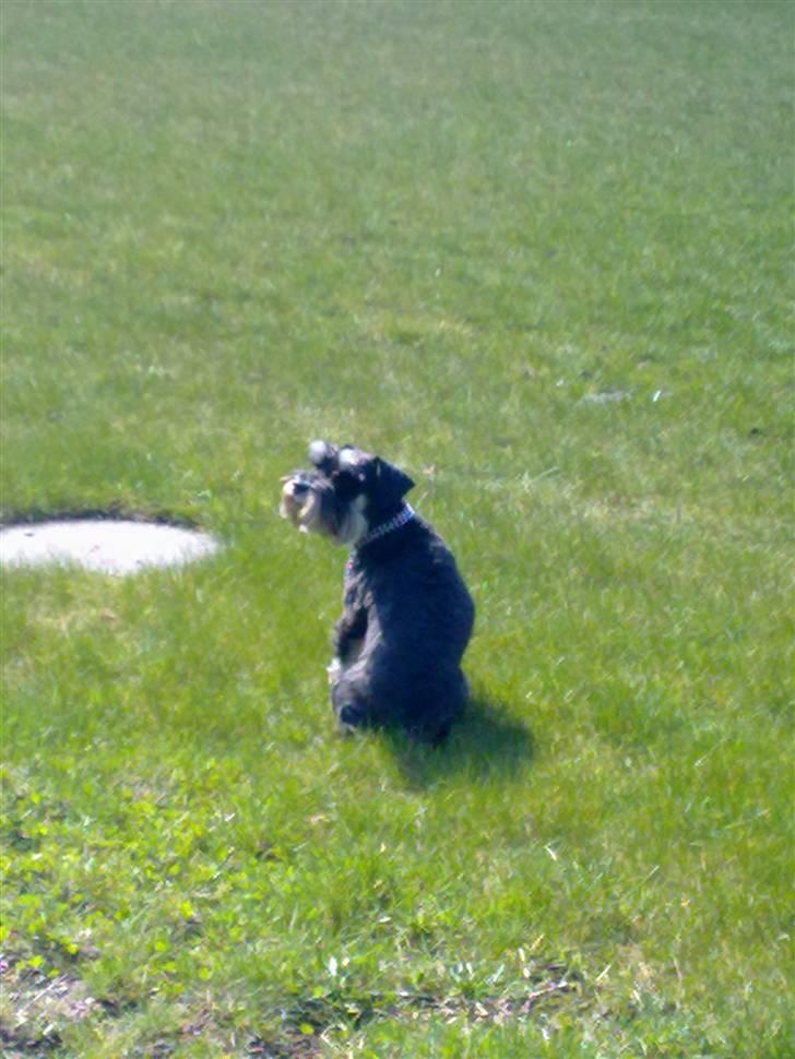 Dvaergschnauzer Yasmin billede 18