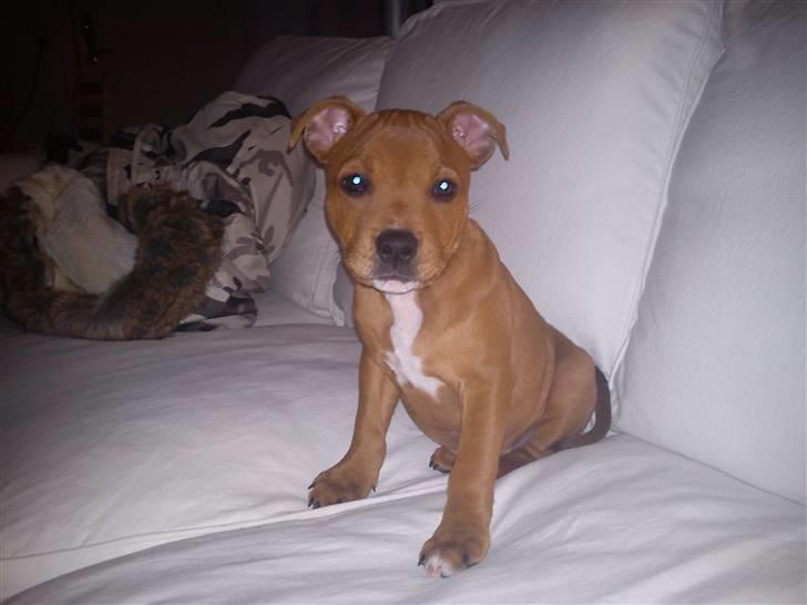 Staffordshire bull terrier Tovdal Bullet billede 12