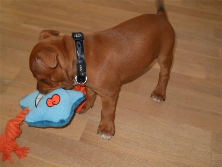 Staffordshire bull terrier Tovdal Bullet billede 13