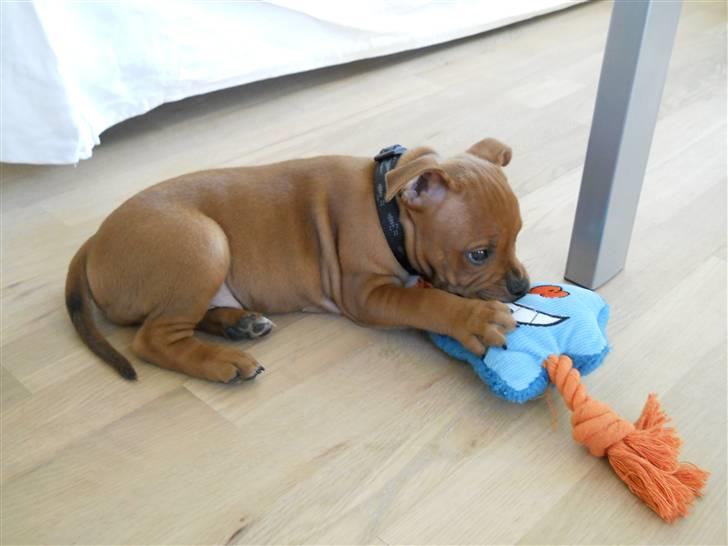 Staffordshire bull terrier Tovdal Bullet billede 14