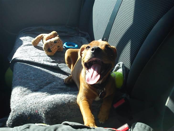 Staffordshire bull terrier Tovdal Bullet billede 15