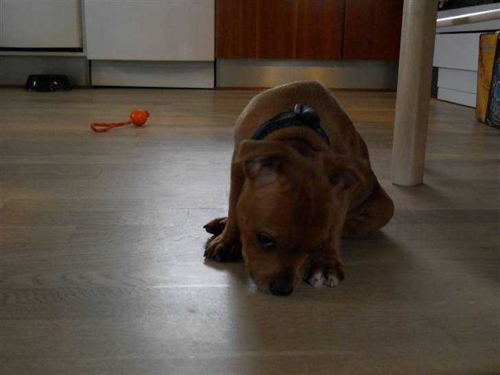 Staffordshire bull terrier Tovdal Bullet billede 16