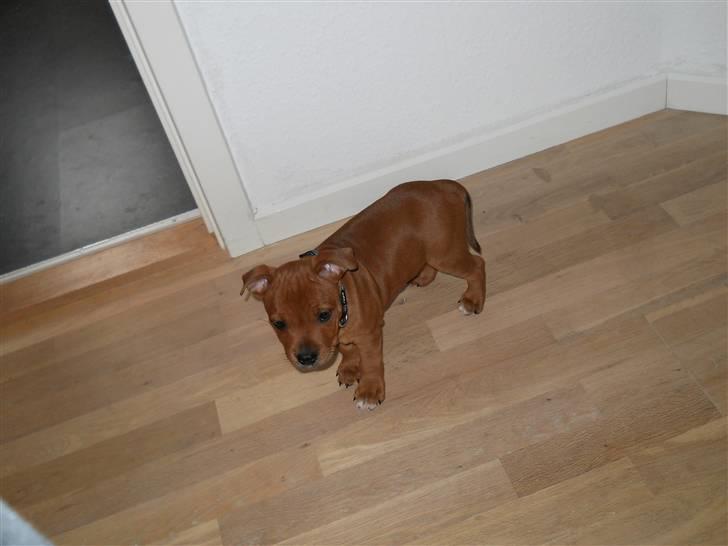 Staffordshire bull terrier Tovdal Bullet billede 17