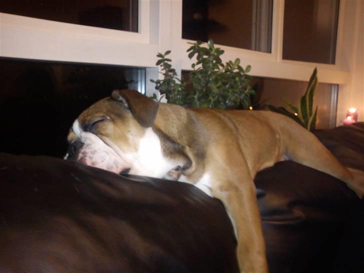 Olde english bulldogge Tantos - sovetryne billede 2