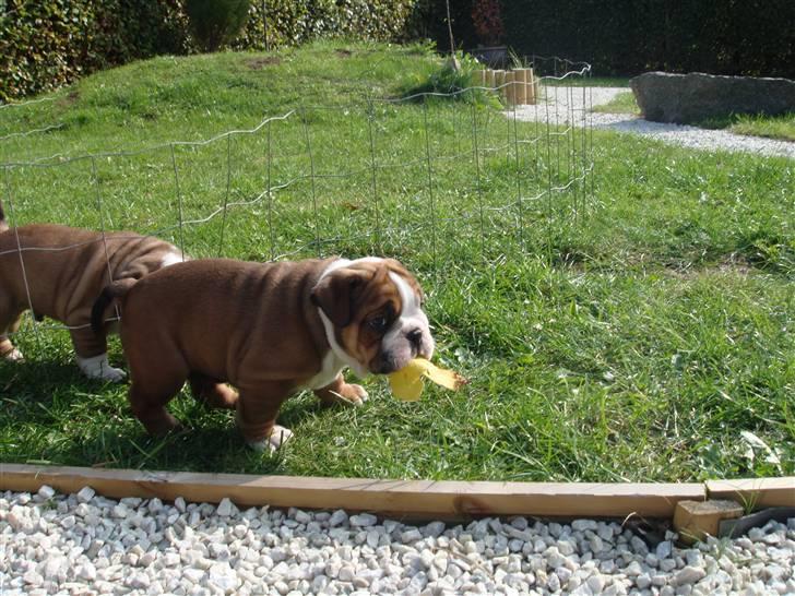 Olde english bulldogge Tantos billede 6