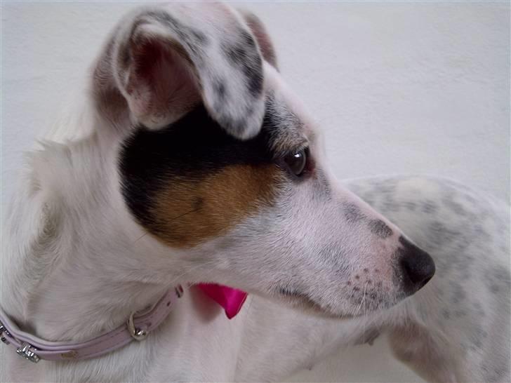 Jack russell terrier Viola - Februar 2011 billede 16