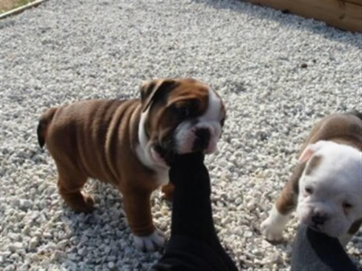 Olde english bulldogge Tantos billede 7
