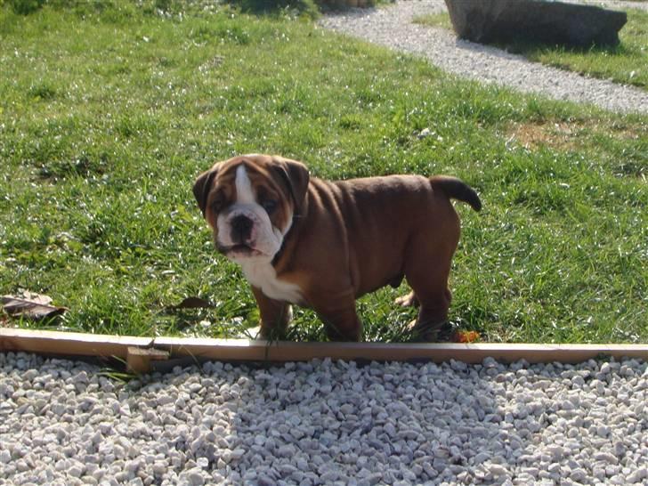 Olde english bulldogge Tantos billede 8
