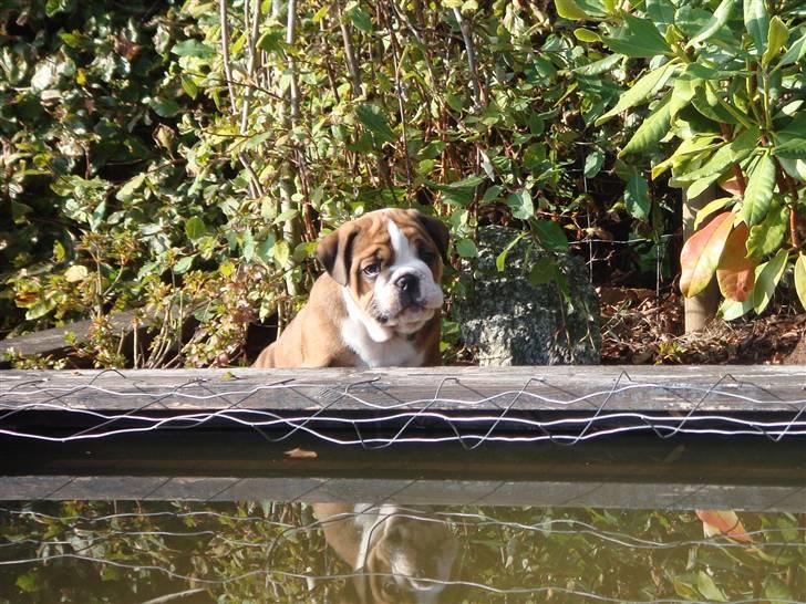 Olde english bulldogge Tantos billede 9