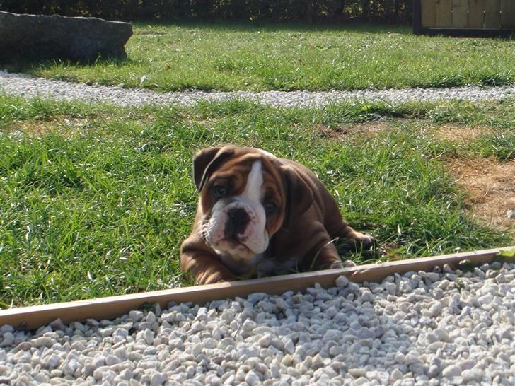 Olde english bulldogge Tantos billede 10
