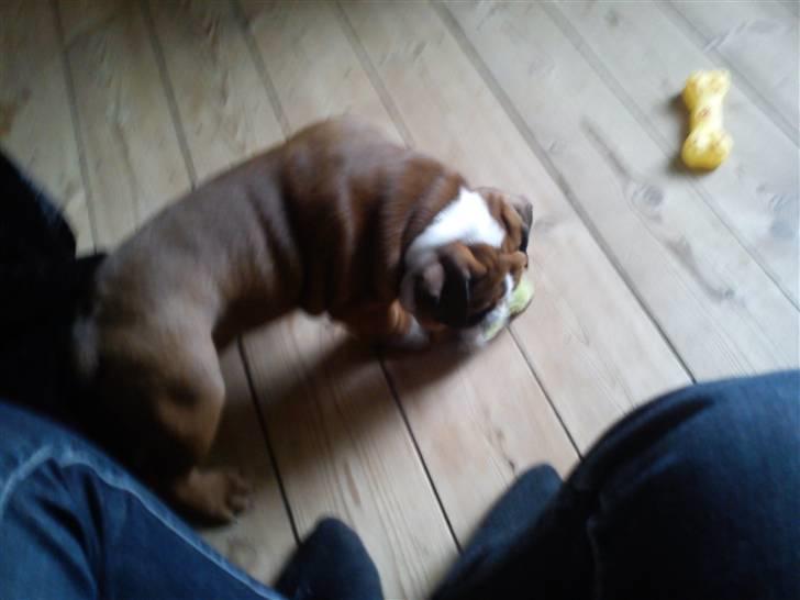 Olde english bulldogge Tantos - lige kommet hjem til sit nye hjem billede 11