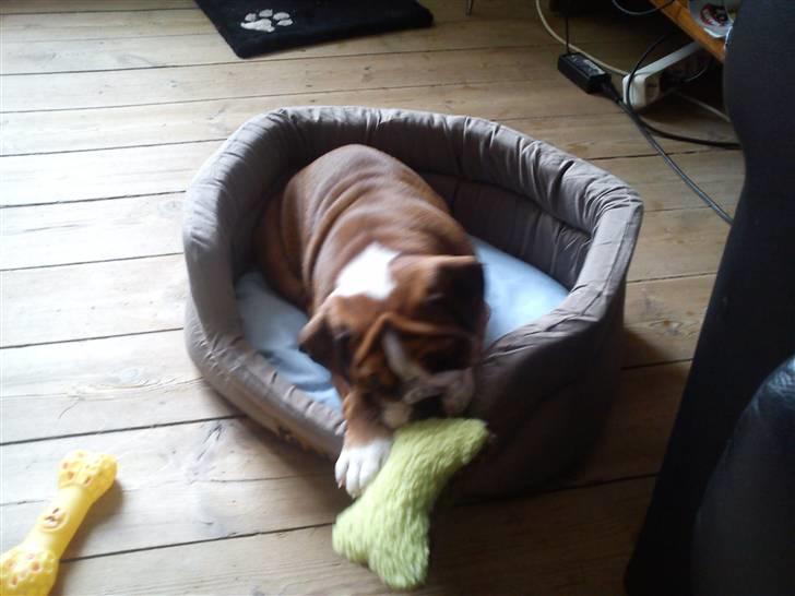 Olde english bulldogge Tantos billede 12