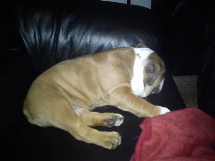 Olde english bulldogge Tantos billede 14