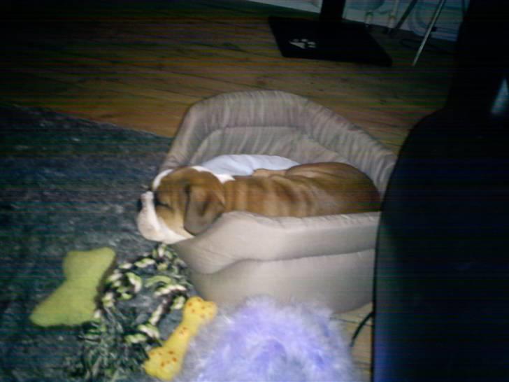 Olde english bulldogge Tantos billede 13