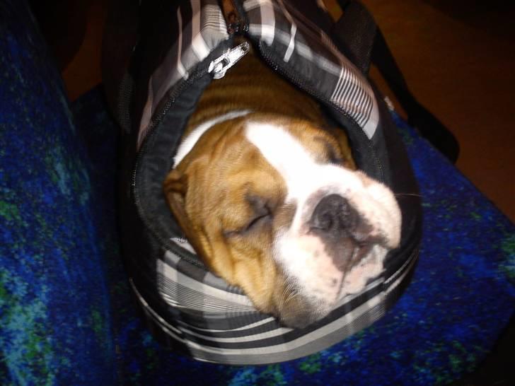 Olde english bulldogge Tantos - første tur i sin lille bære taske billede 15