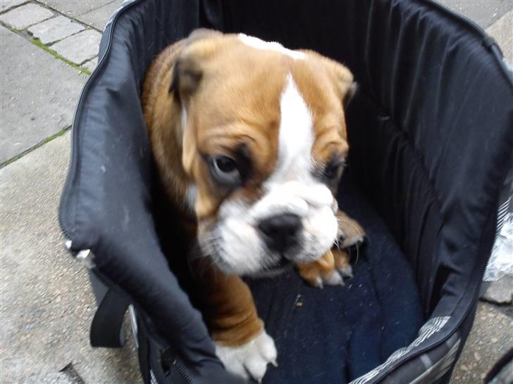 Olde english bulldogge Tantos billede 16