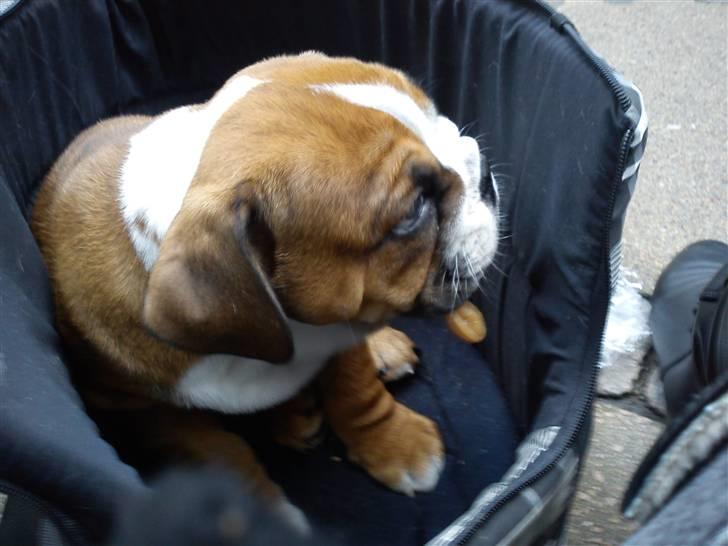 Olde english bulldogge Tantos billede 17