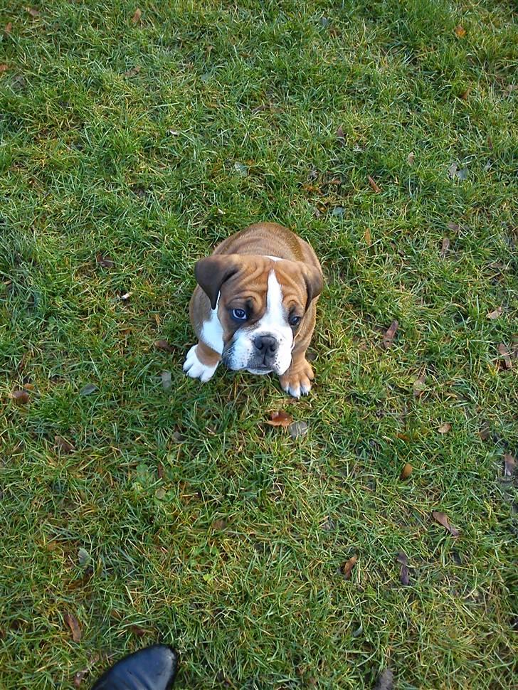 Olde english bulldogge Tantos - hygge tur på græsplænen billede 18