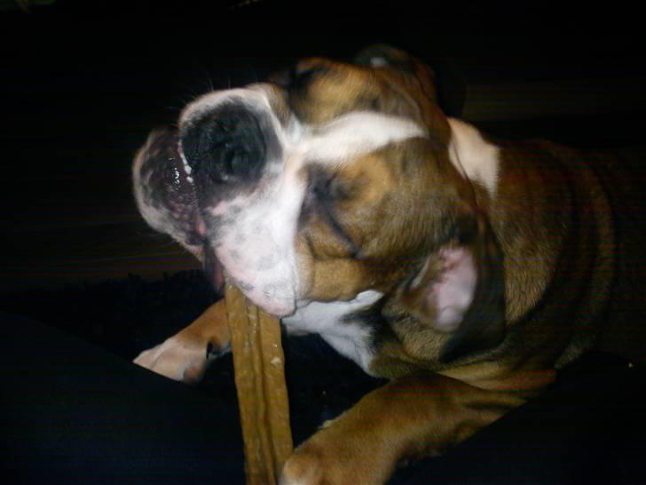 Olde english bulldogge Tantos - hygge med guffeben billede 19