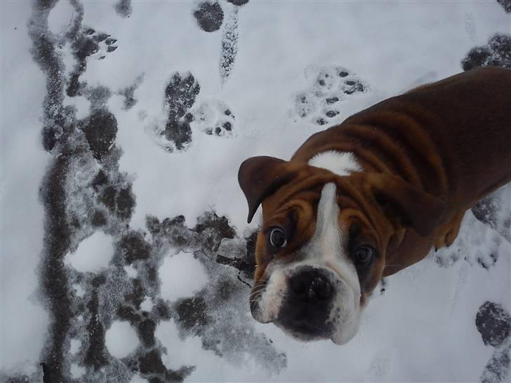 Olde english bulldogge Tantos - Tantos første vinter billede 20