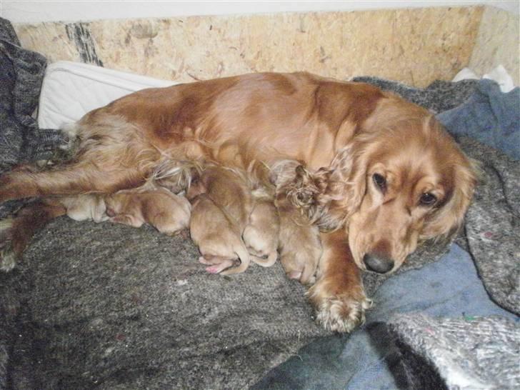 Cocker spaniel Sasha - Sashas små hvalpe født d. 21/2 2011 billede 7