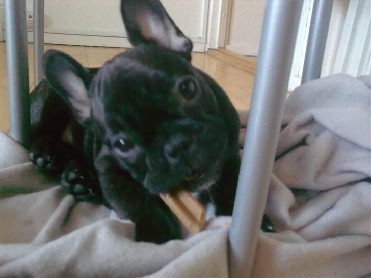 Fransk bulldog Carla billede 5