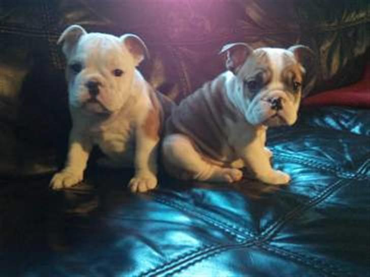 Blanding af racer William - Billedet jeg fandt hvor jeg faldt for ham <3 William og hans søster, Viola :) billede 4