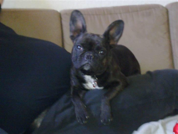 Fransk bulldog Ida - Hov, hvad er det ? billede 3